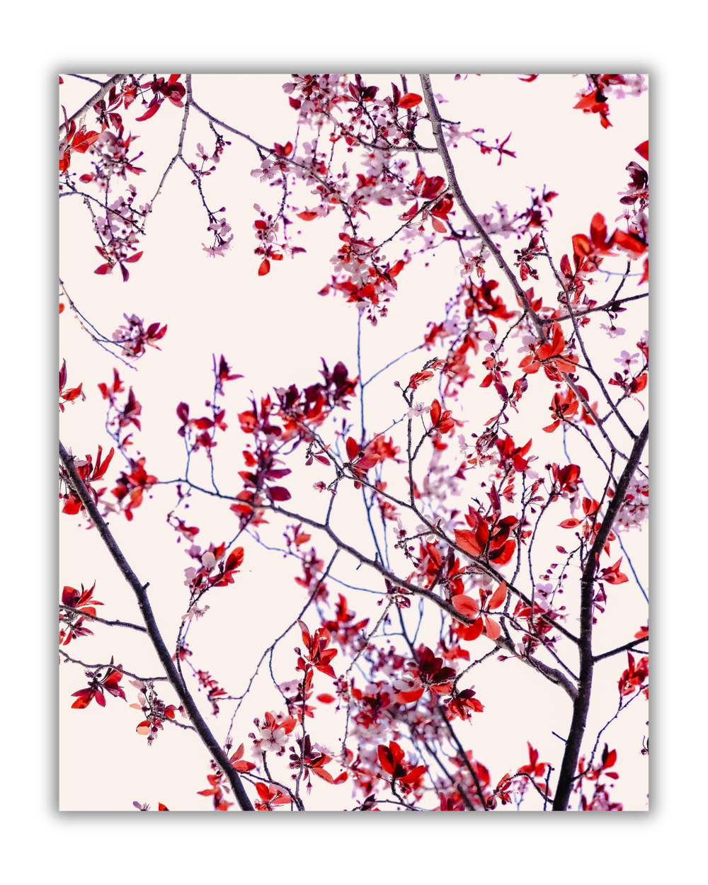 LIVING PHOTO ＆SO 企画　撮影ボード Cherryfire – Floral Fine Art Photography Print | Alameda on Camera